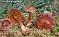 Cortinarius scaurus-amf713